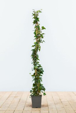 Efeu / Gemeiner Efeu Hedera helix Hecke 80-100 Topf Efeu / Gemeiner Efeu Hedera Helix 80-100 cm