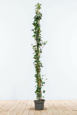 Efeu / Gemeiner Efeu Hedera helix Hecke 125-150 Topf Efeu / Gemeiner Efeu Hedera Helix 125-150 cm