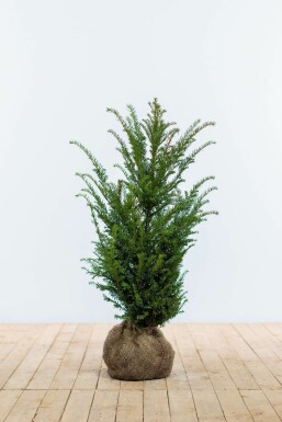 Eiben / Taxus Baccata