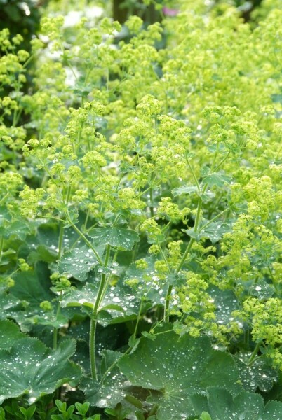 Alchemilla mollis