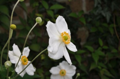 Anemone hybrida 'Honorine Jobert'