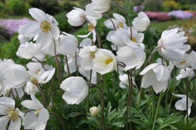 Anemone sylvestris