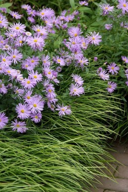 Sommer-Aster Aster frikartii 'Mönch' 5-10 Topf 9x9 cm (P9)