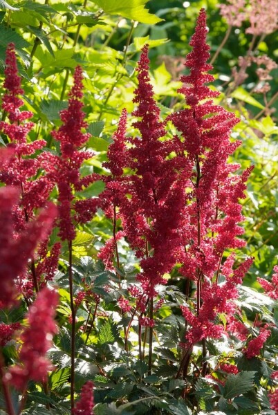 Astilbe arendsii 'Fanal'