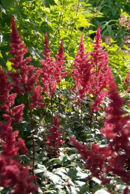 Astilbe arendsii 'Fanal'