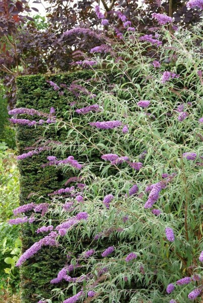 BuddleJa davidii 'Nanho Blue'