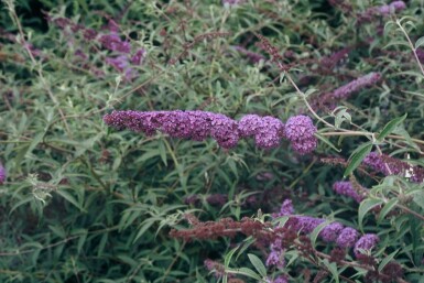 BuddleJa davidii 'Nanho Blue'