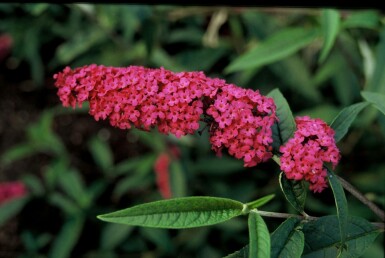 BuddleJa davidii 'Royal Red'