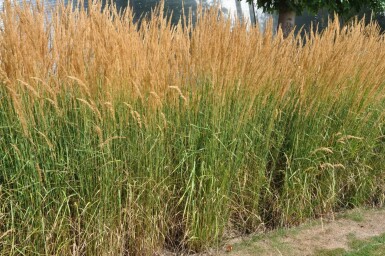 Calamagrostis acutiflora 'Karl Foerster'