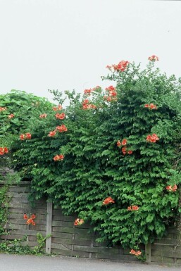 Campsis tagliabuana 'Madame Galen'