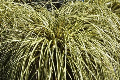 Carex oshimensis 'Evergold'