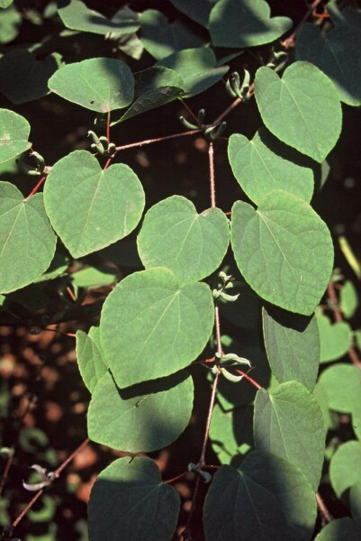 Cercidiphyllum Japonicum