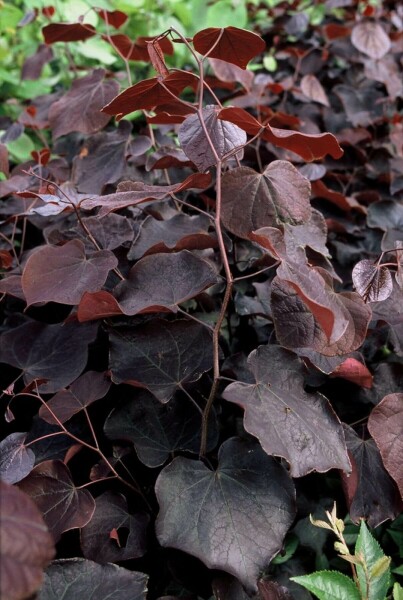 Cercis canadensis 'Forest Pansy'