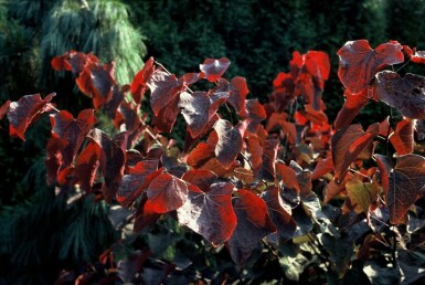 Cercis canadensis 'Forest Pansy'