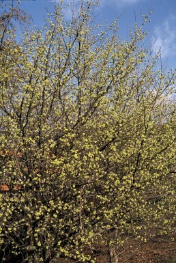 Cornus mas