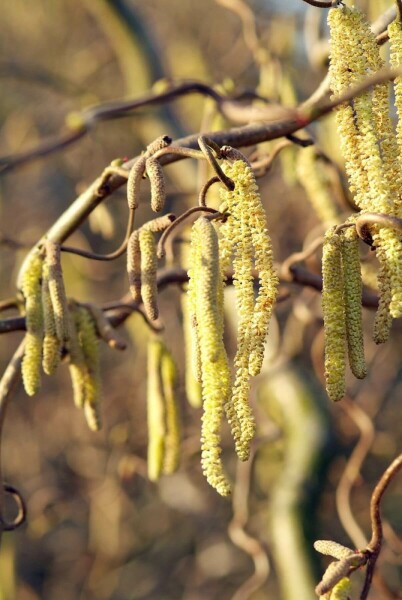 Corylus avellana 'Contorta'