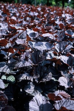 Corylus maxima 'Purpurea'