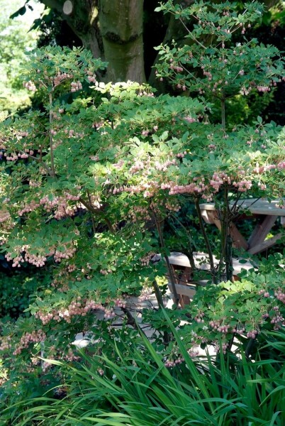 Enkianthus campanulatus