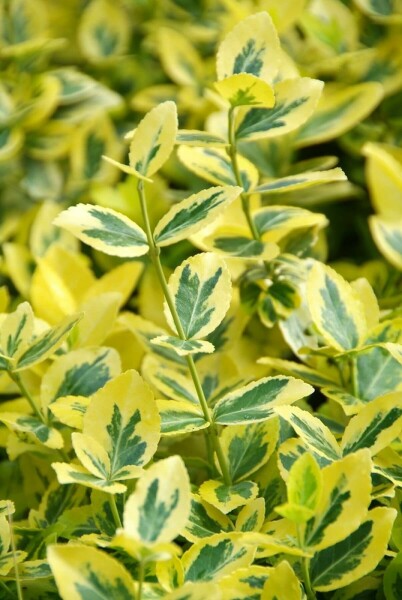 Euonymus fortunei 'Emerald'n Gold'