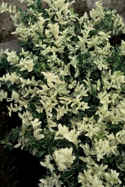 Euonymus fortunei 'Harlequin'