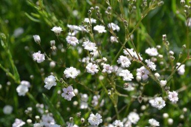 Gypsophila paniculata 'Rosenschleier'