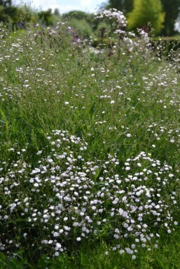 Gypsophila paniculata 'Rosenschleier'