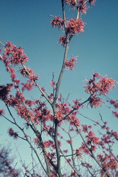 Hamamelis intermedia 'Jelena'