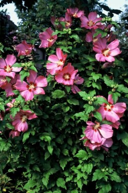 Hibiscus syriacus 'Woodbridge'