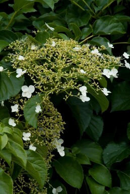 Hydrangea anomala petiolaris