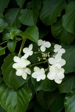 Hydrangea anomala petiolaris