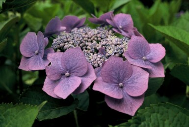 Hydrangea macrophylla 'Blaumeise'