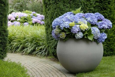 Hydrangea macrophylla 'Forever & Ever® Blue'