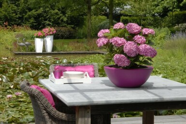 Hydrangea macrophylla 'Forever & Ever® Pink'