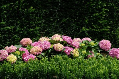 Hydrangea macrophylla 'Forever & Ever® Pink'