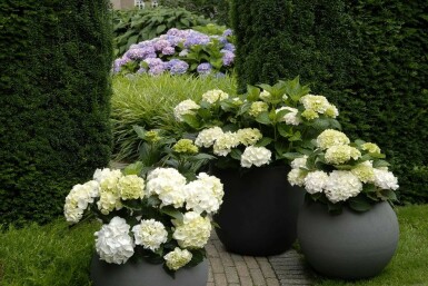 Hydrangea macrophylla 'Forever & Ever® White'