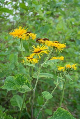 Inula ensifolia