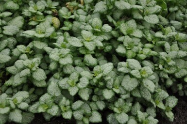 Lamium maculatum 'White Nancy'