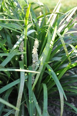 Liriope muscari 'Monroe White'