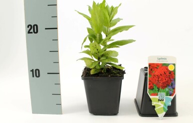 Brennende Liebe Lychnis chalcedonica 5-10 Topf 9x9 cm (P9) Lychnis chalcedonica