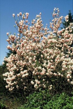 Magnolia soulangeana