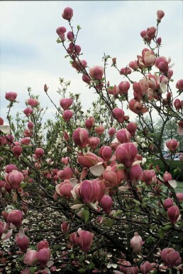 Magnolia soulangeana 'Lennei'