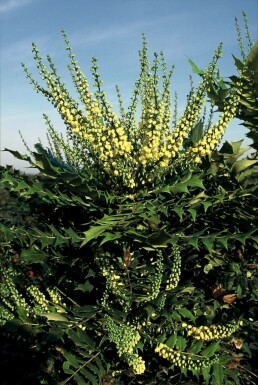 Mahonia media 'Winter Sun'