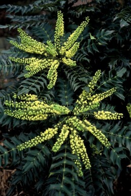 Mahonia media 'Winter Sun'