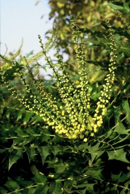 Mahonia media 'Winter Sun'