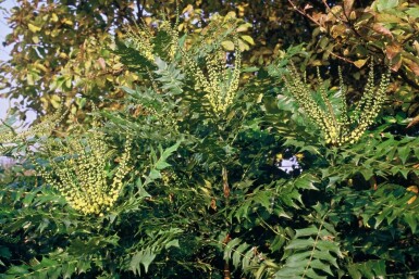 Mahonia media 'Winter Sun'