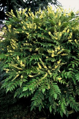 Mahonia media 'Winter Sun'