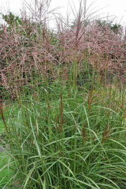 Miscanthus sinensis 'Ferner Osten'