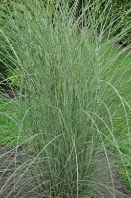 Miscanthus sinensis 'Morning Light'