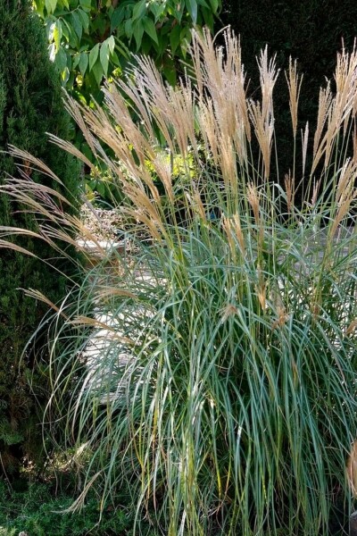 Miscanthus sinensis 'Yakushima Dwarf'