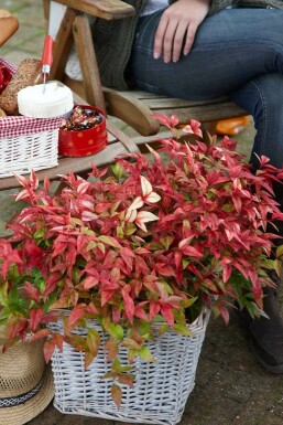 Nandina domestica 'Firepower'